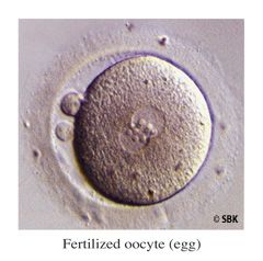 Photo of a fertilized egg
